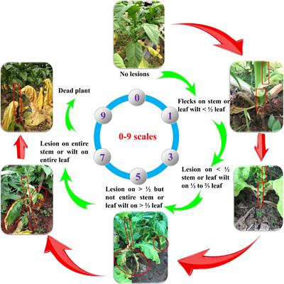 Identification of Novel Quantitative Trait Nucleotides and Candidate Genes for Bacterial Wilt Resistance in Tobacco (Nicotiana tabacum L.) Using Genotyping-by-Sequencing and Multi-Locus Genome-Wide Association Studies